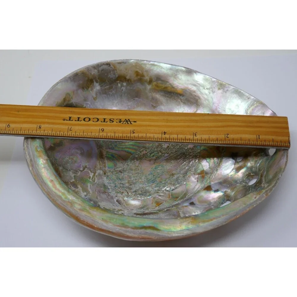 Large Red Abalone Haliotis rufescens Iridescent MOP 8x6 Shell